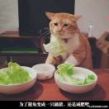 猎头职位头像